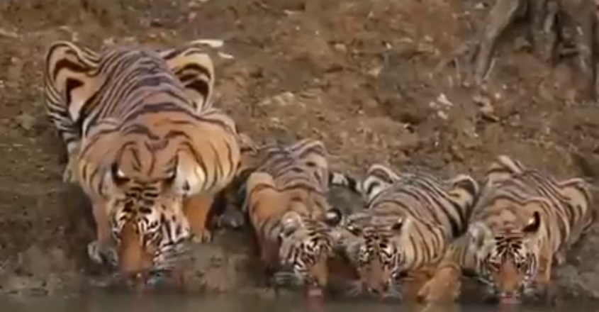 tiger-family tiger-family