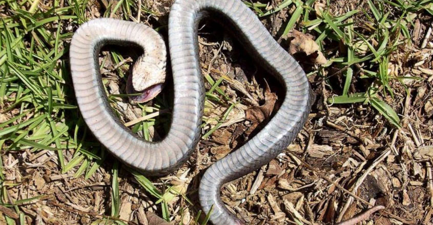 dead-snake dead-snake