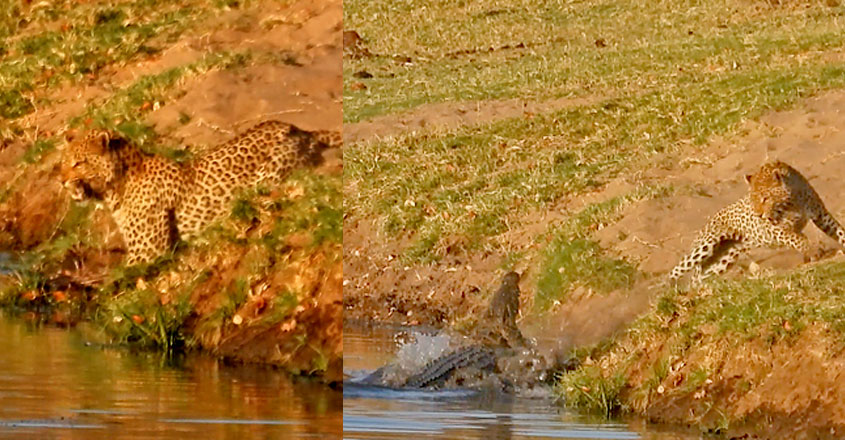 https://img.manoramanews.com/content/dam/mm/mnews/news/spotlight/images/2019/12/9/crocodile-tiger.jpg