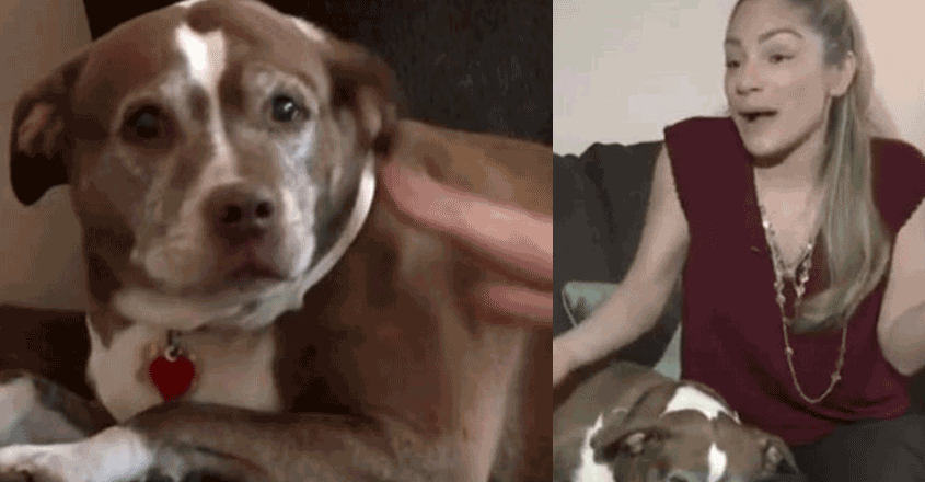 dog-save dog-save