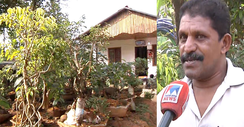 bonsai-tree-wayanad bonsai-tree-wayanad