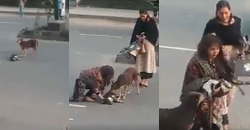 dog-love-road-video dog-love-road-video
