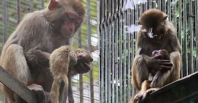 monkey-keeps-baby monkey-keeps-baby