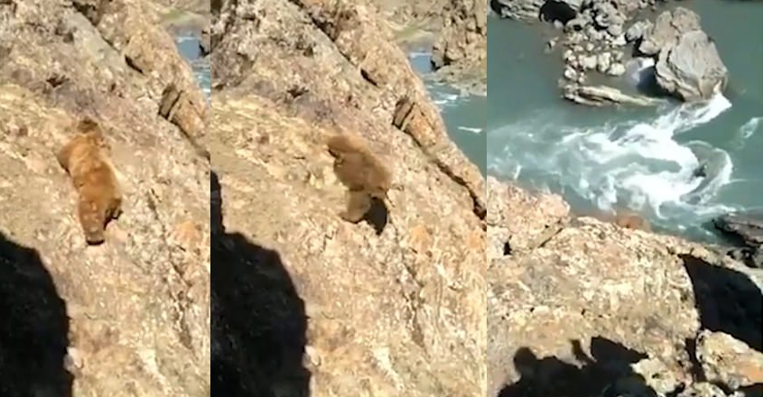 bear-fell-from-cliff bear-fell-from-cliff