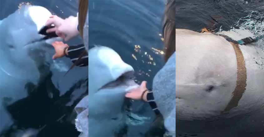 whale-video whale-video