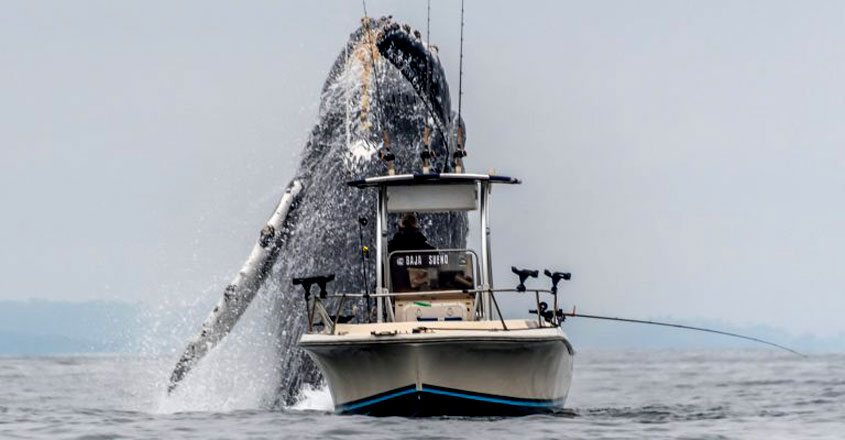 blue-whale-jump blue-whale-jump