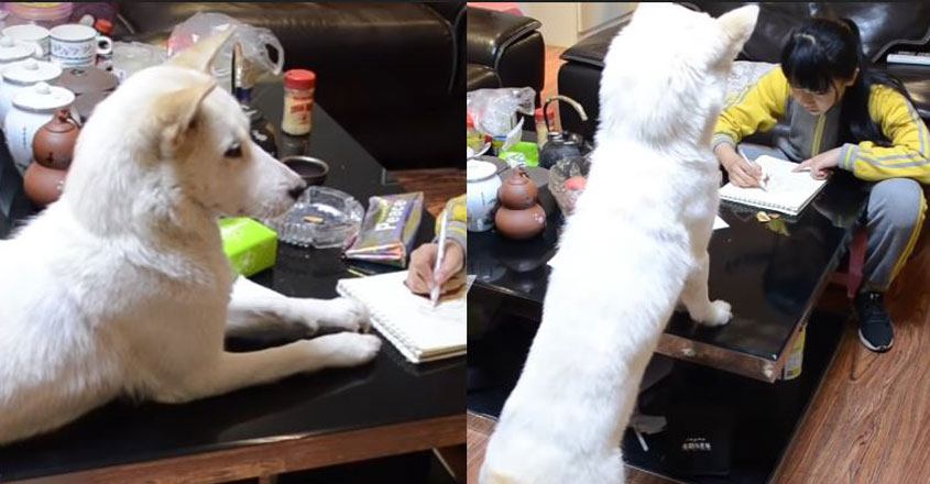 dog dog