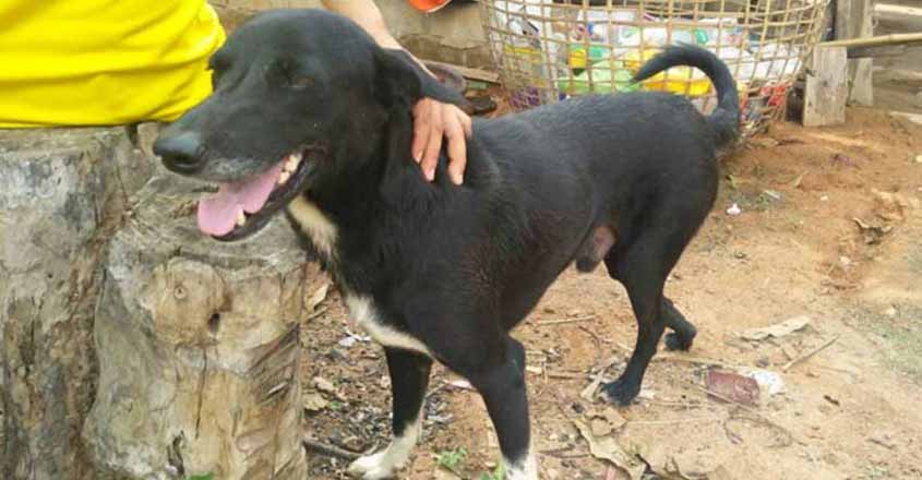 dog-bankok dog-bankok