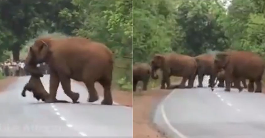 elephant-child-death elephant-child-death