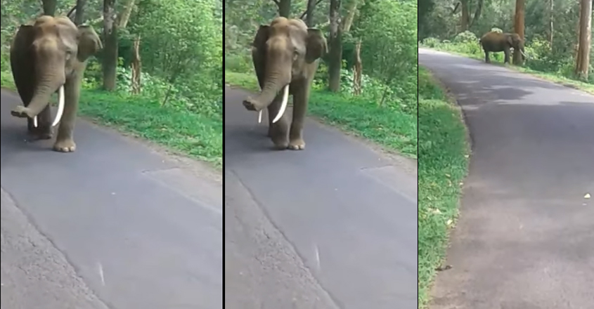 elephant elephant