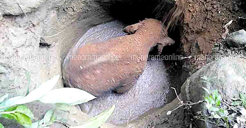 baby-elephant-trapped-in-mud-hole baby-elephant-trapped-in-mud-hole
