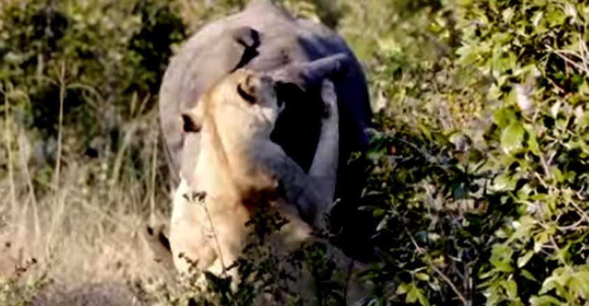 lioness-attempting lioness-attempting