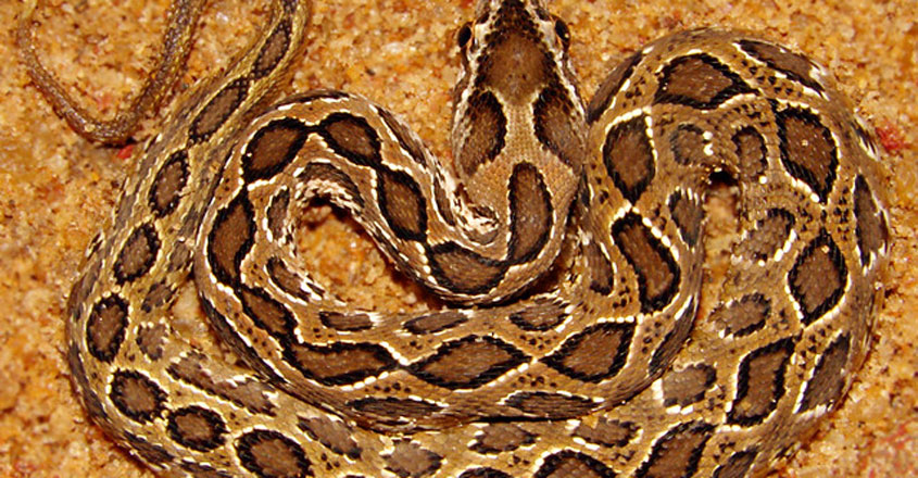 viper3 viper3