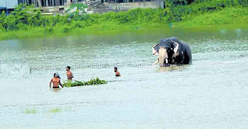 elephant-shornur elephant-shornur