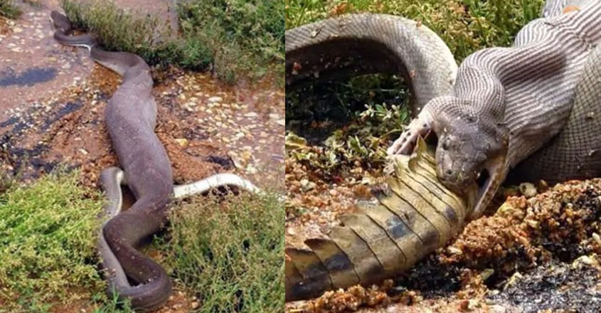 pyhton-crocodile pyhton-crocodile