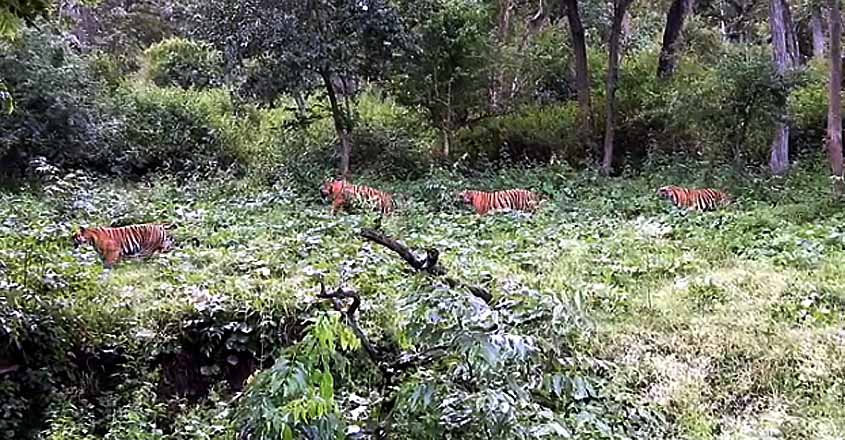 tiger-4 tiger-4
