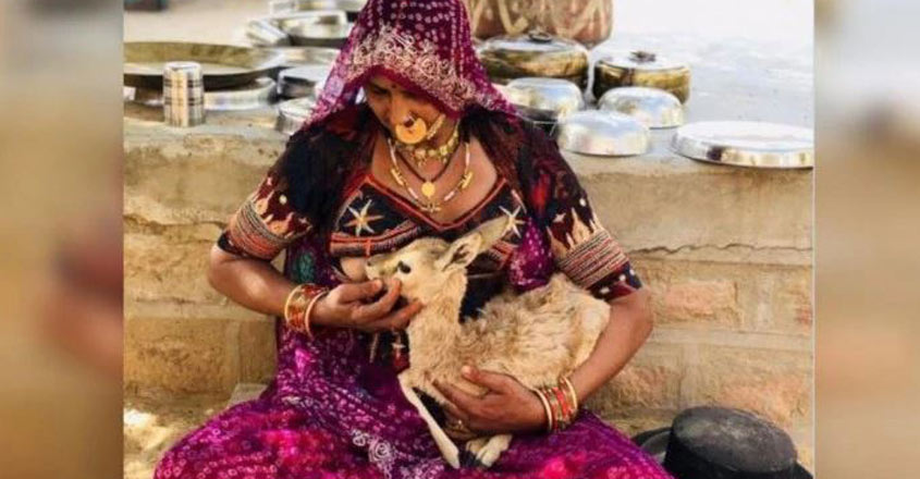 woman-feeds-fawn woman-feeds-fawn