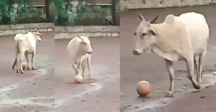 cow-football-video cow-football-video