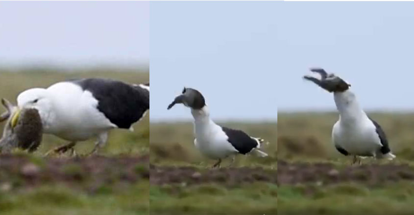 seagull seagull
