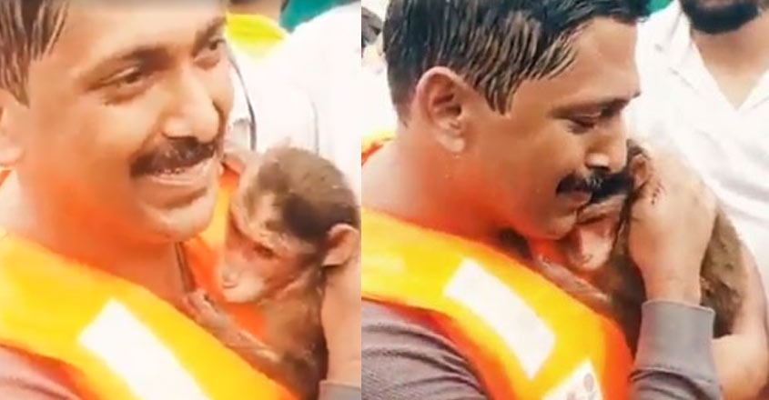 monkey-rescue monkey-rescue