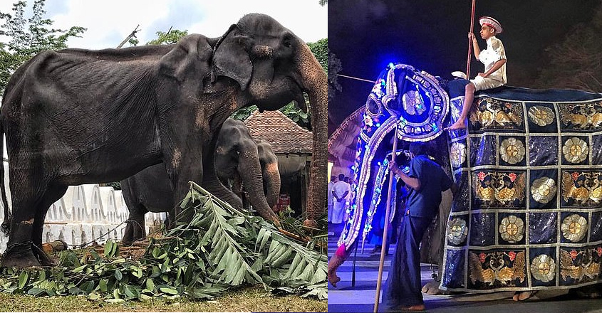 elephant-in-bad-condition elephant-in-bad-condition