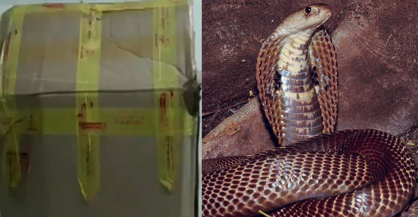 cobra-in-packet cobra-in-packet