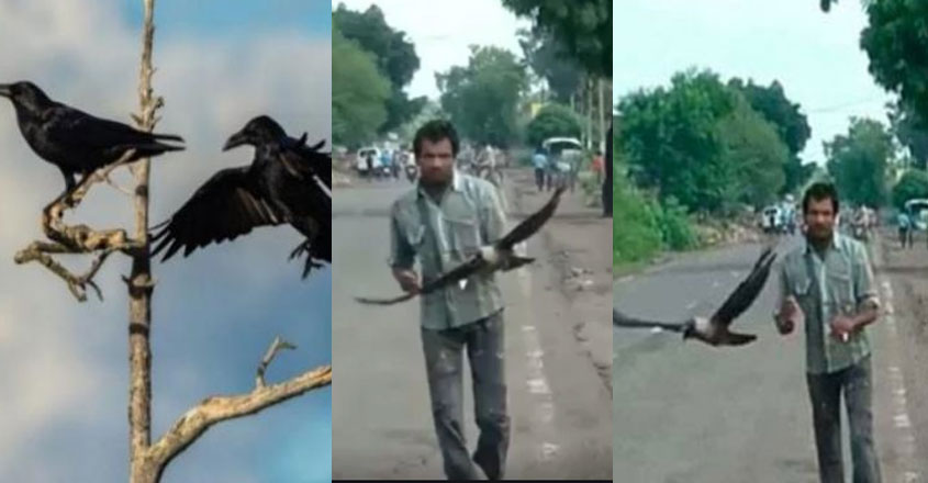 crow-attack crow-attack