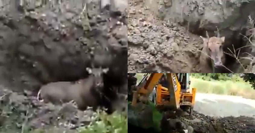 jcb-animal-video jcb-animal-video