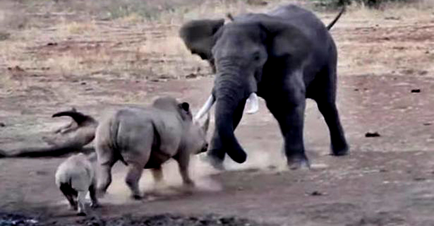angry-elephant-tramples-rhino-and-calf4 angry-elephant-tramples-rhino-and-calf4