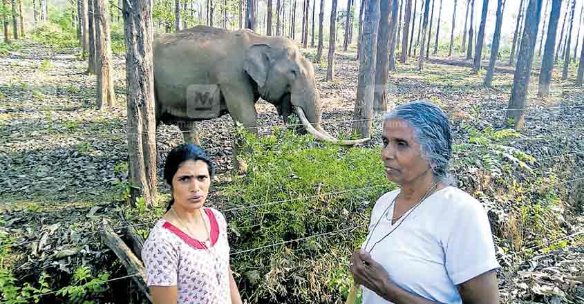 wayanad-maniyan wayanad-maniyan