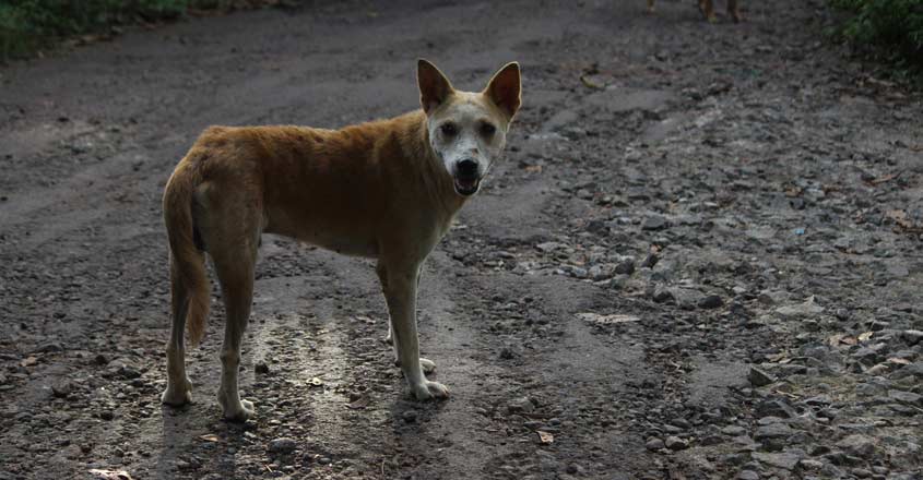 stray-dog-attack stray-dog-attack