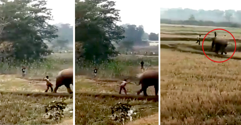 man-escapes-after-hitting-innocent-elephant-in-disturbing-viral-video-internet-is-furious man-escapes-after-hitting-innocent-elephant-in-disturbing-viral-video-internet-is-furious
