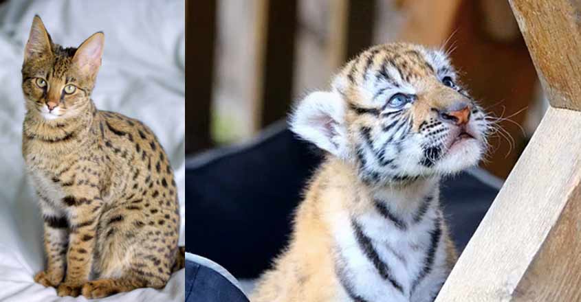 cat-tiger-new cat-tiger-new