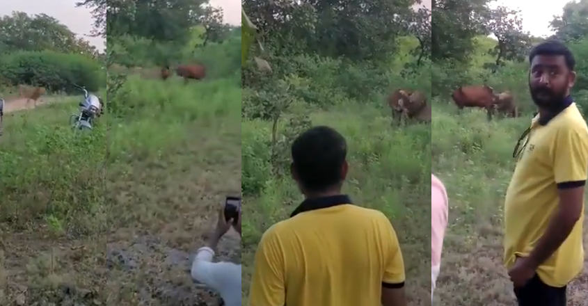 lion-cow-video lion-cow-video