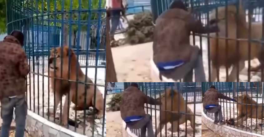 lion-attack-new lion-attack-new