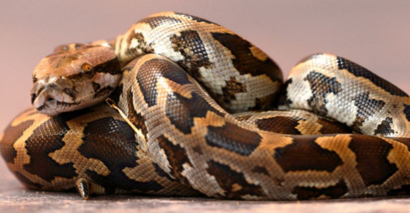 8-feet-long-python-found-in-car-in-hisar-market 8-feet-long-python-found-in-car-in-hisar-market
