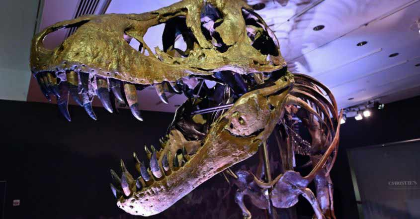 dinosser-fossil dinosser-fossil