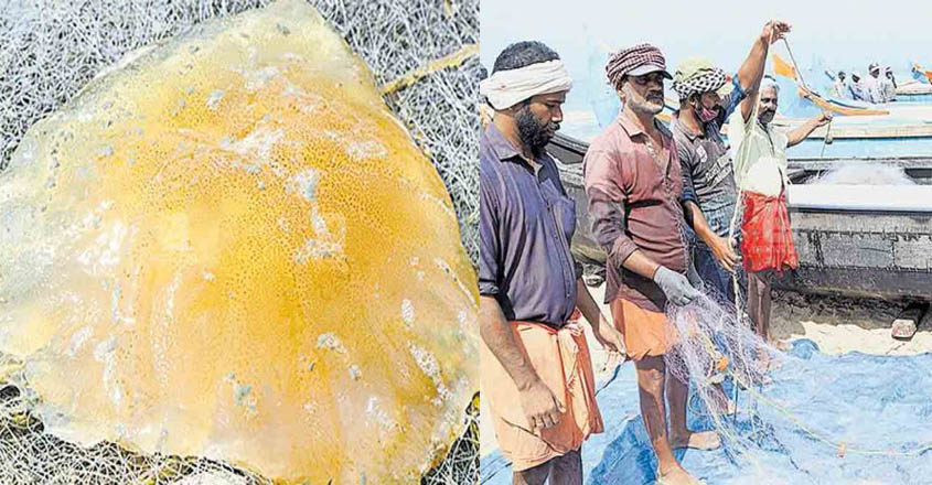 jelly-fish jelly-fish