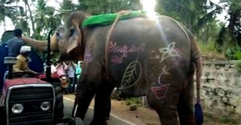elephant-16 elephant-16