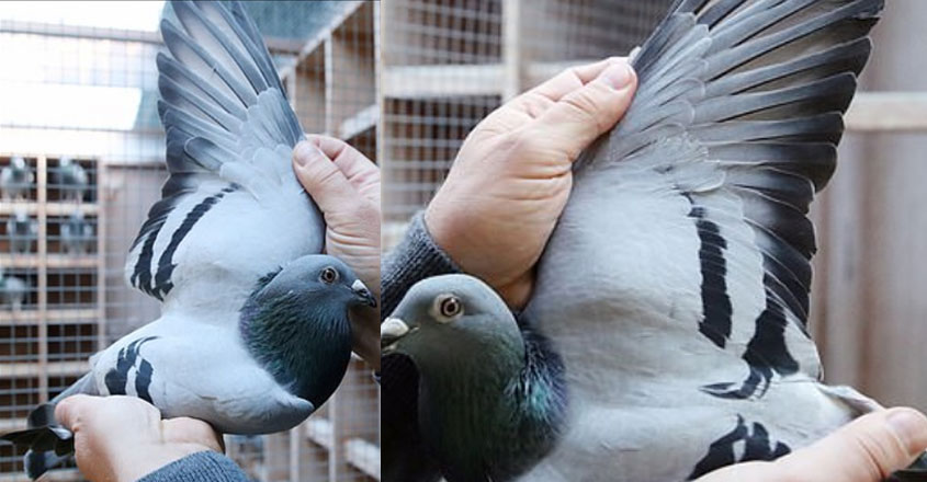pigeon-new pigeon-new