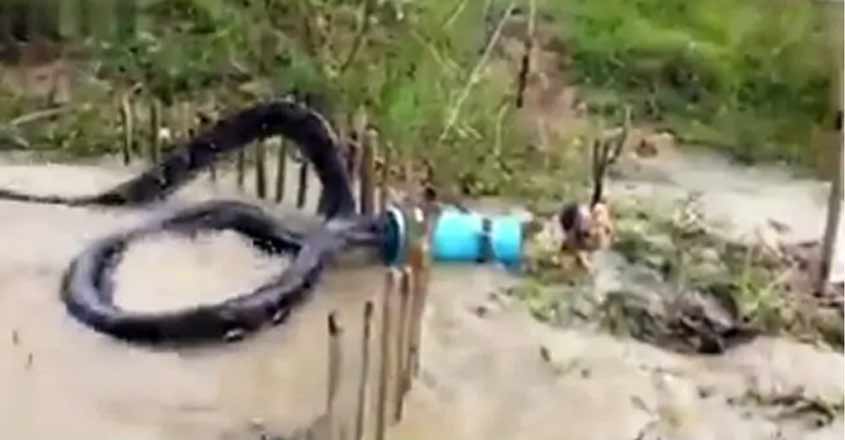 snake-viral-video snake-viral-video