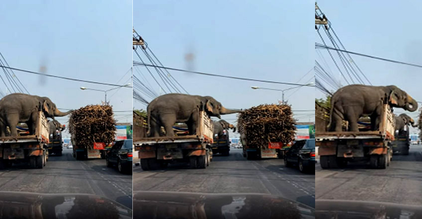 elephant-robbery elephant-robbery