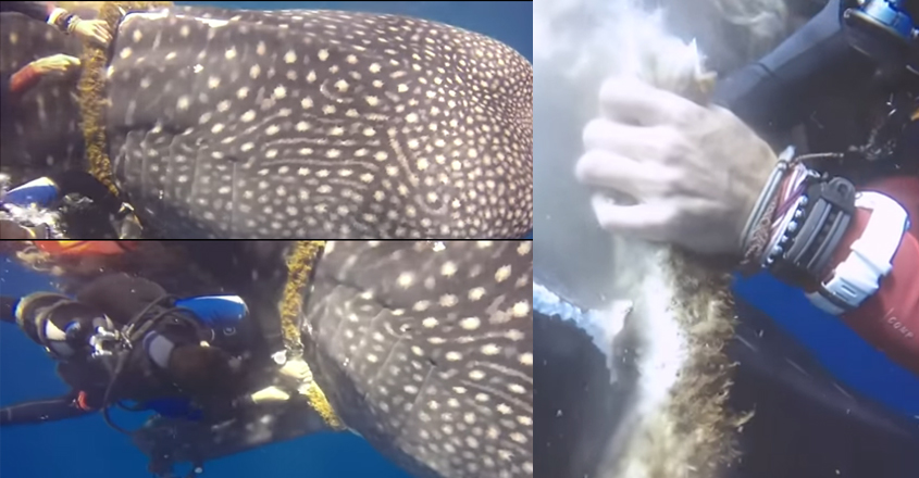 whale-coir-viral-video whale-coir-viral-video