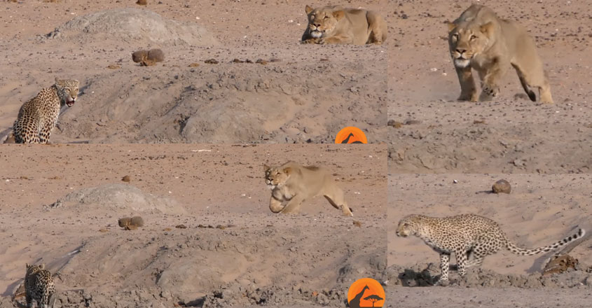 leopard-lion-video leopard-lion-video