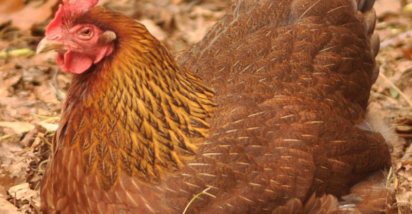 hen-surgery hen-surgery