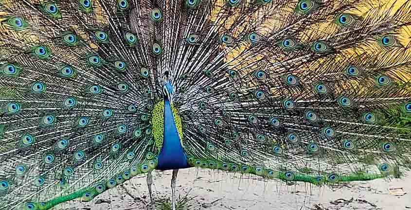 peacock-kalavoor