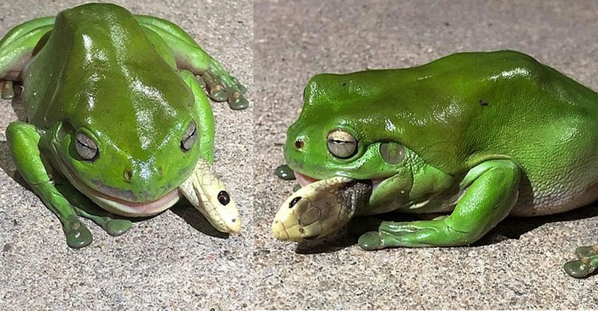 frog-snake