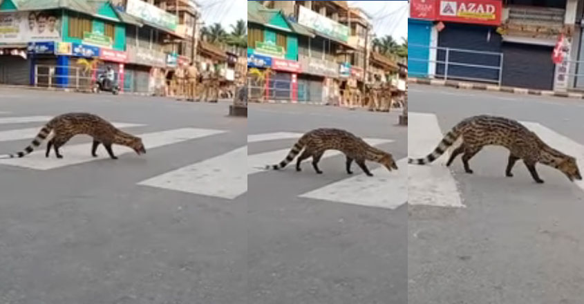 kozhikode-animal-video