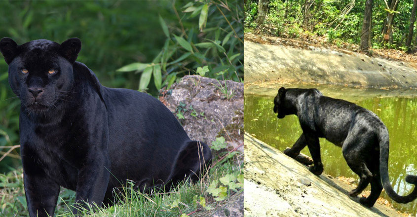 black-panther-goa black-panther-goa