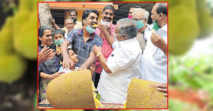 jackfruit jackfruit